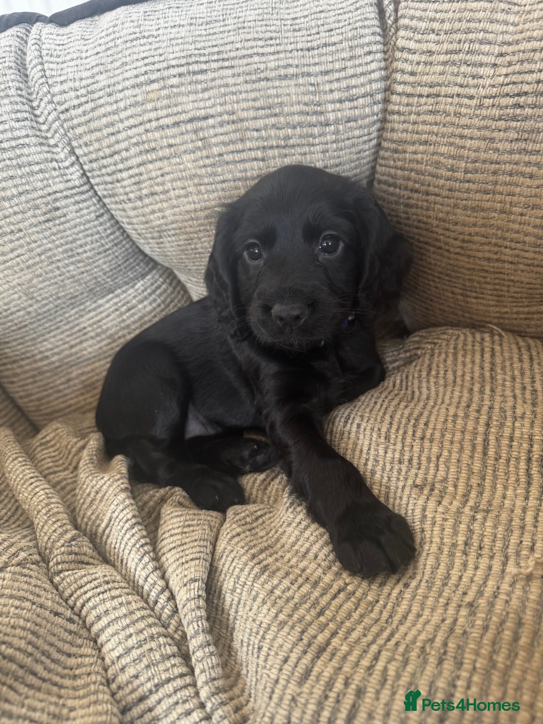 Cocker Spaniel dogs for sale: Working Cocker Spaniels for Sale - Advert 7