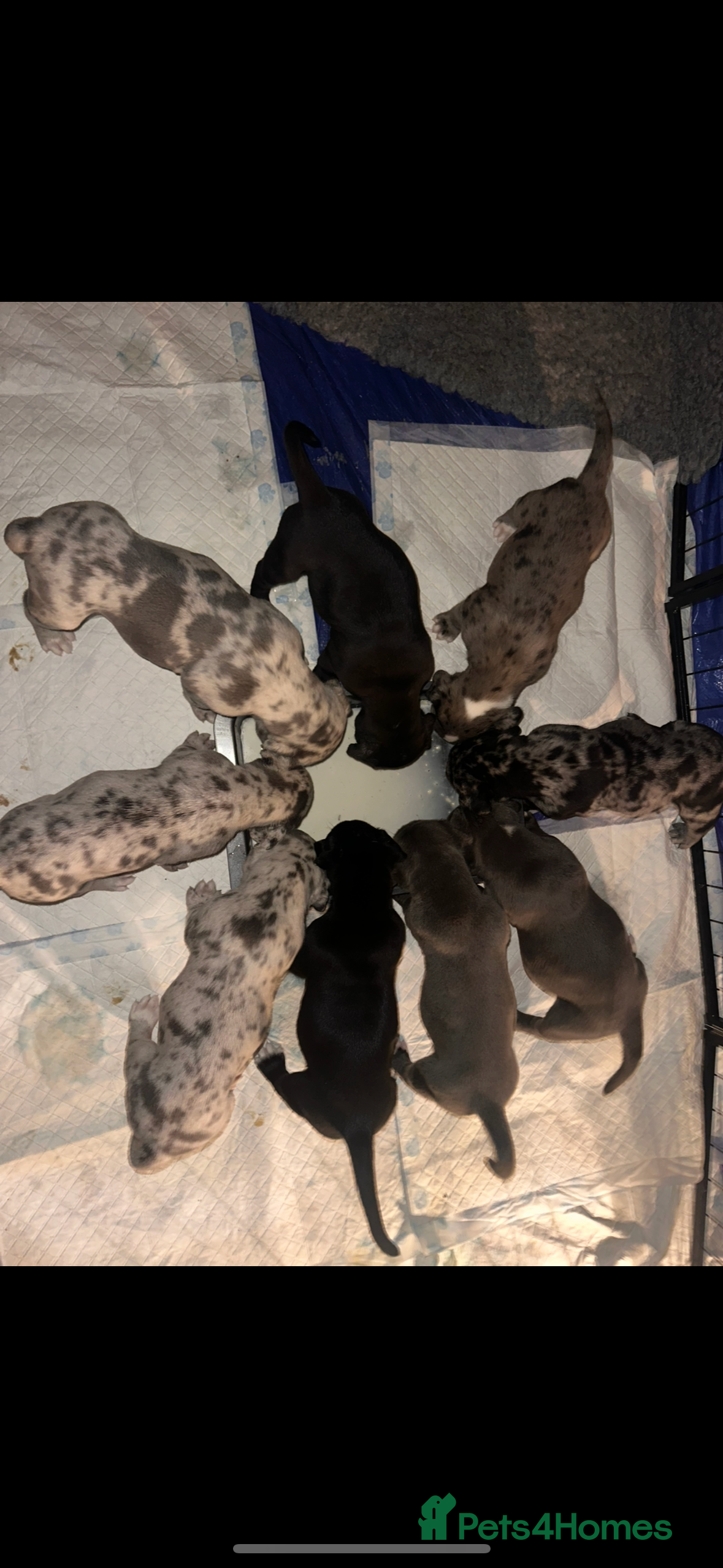 Mixed Breed dogs Stunning litter of puppies ***cheap*** - Advert 12