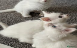 Maine Coon cats for sale: 	Rare Polydactyl Kittens + 1 Blue-Eyed Beauty - Image 13