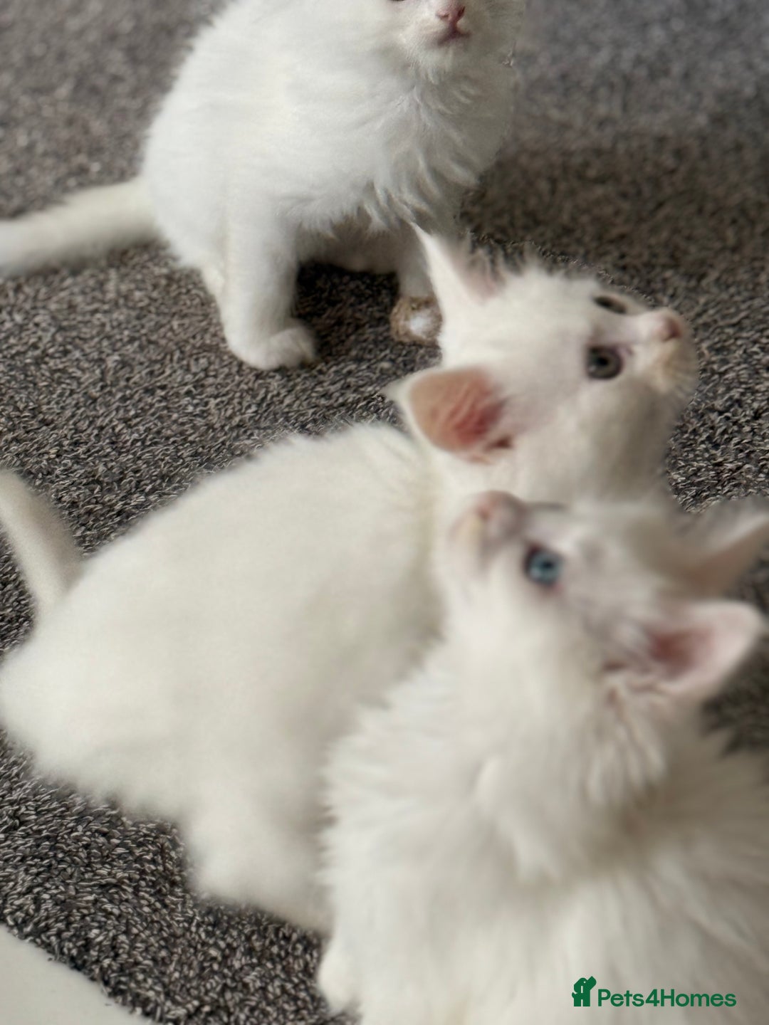 Maine Coon cats for sale: 	Rare Polydactyl Kittens + 1 Blue-Eyed Beauty - Image 13