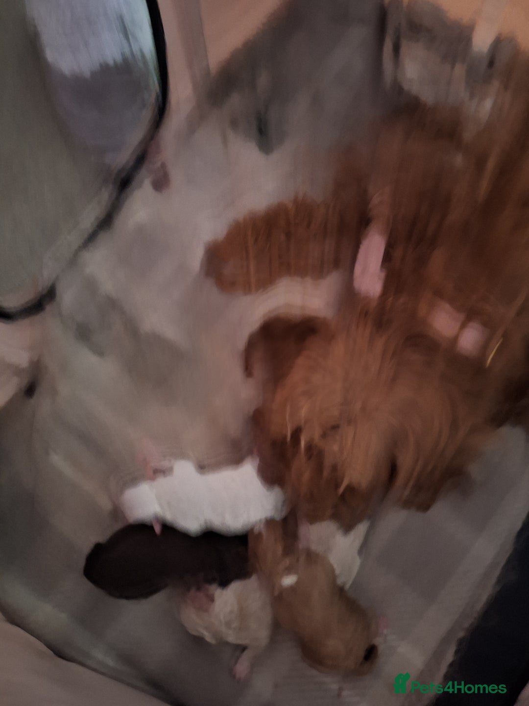Cockapoo dogs for sale: 🐾✨  Ruby’s Toy Cockerpoo Pups Have Arrived! ✨🐾 - Image 2