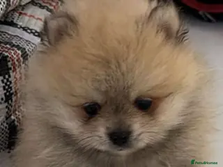 Pomeranian dogs Pomeranian puppies ready to leave - Advert 3