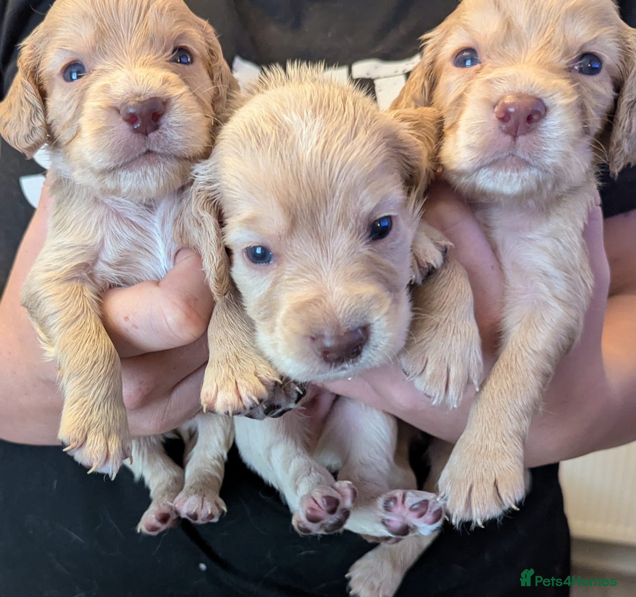 Cocker Spaniel dogs Stunning working cocker spaniel puppys - Advert 1