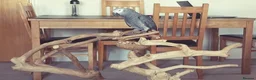Parrots birds for sale: African Gray  - Advert 3