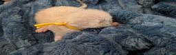 Ragdoll cats for sale: GCCF Champion Line Ragdoll Kittens – Health Tested - Advert 5