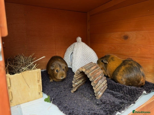 Guinea Pig rodents 1 year old Guinea Pigs and Hutch - Advert 1