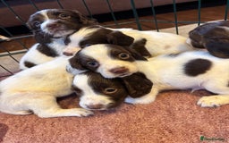 English Springer Spaniel dogs for sale: Beautiful Springer spaniel puppies  - Image 1