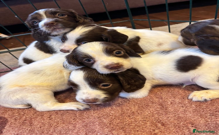 English Springer Spaniel dogs - Advert 13