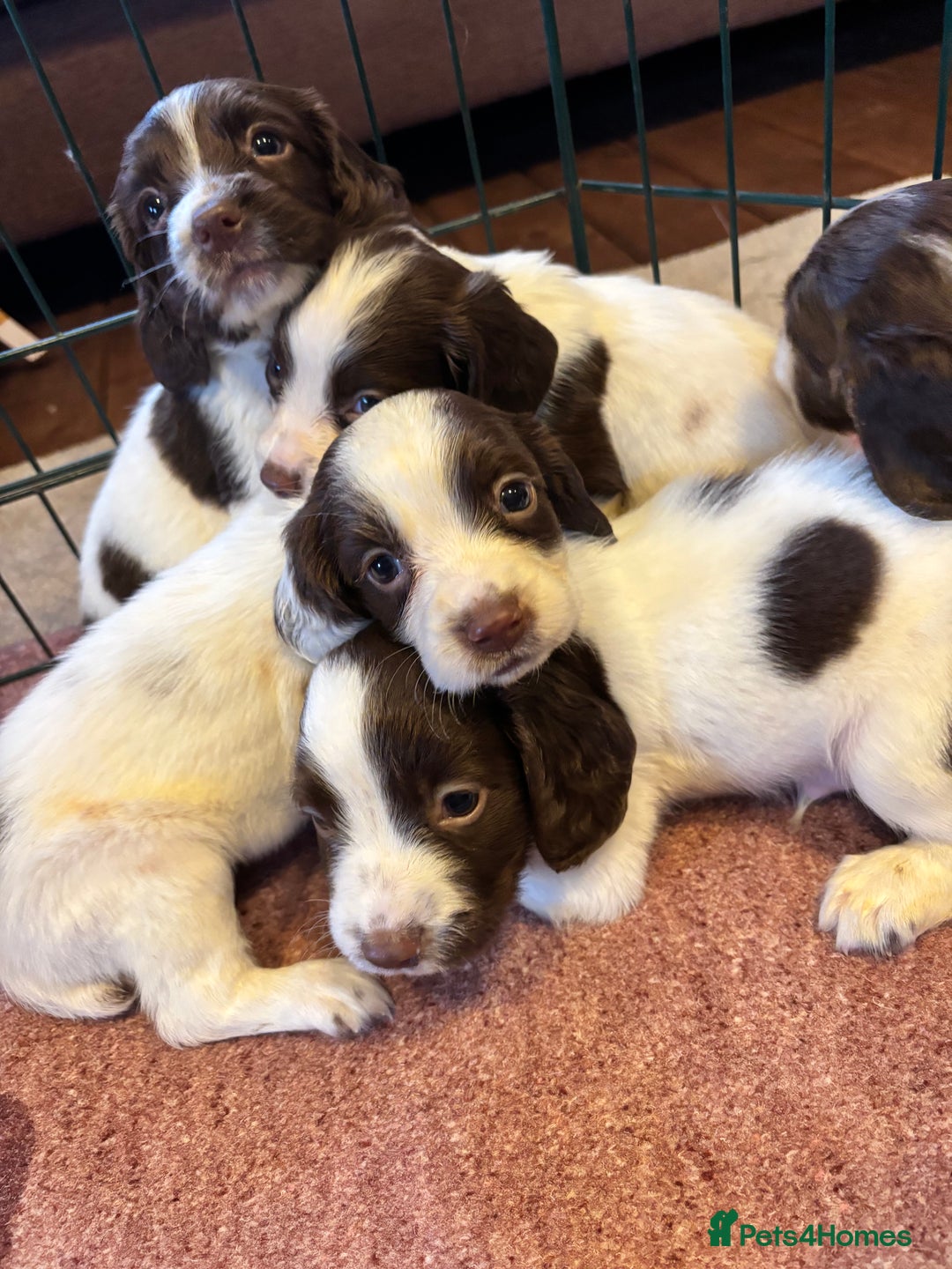 English Springer Spaniel dogs for sale: Beautiful Springer spaniel puppies  - Image 1