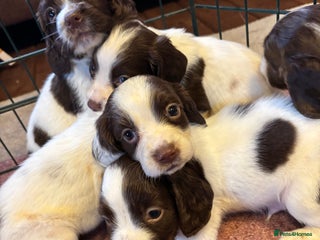 English Springer Spaniel dogs - Advert 21