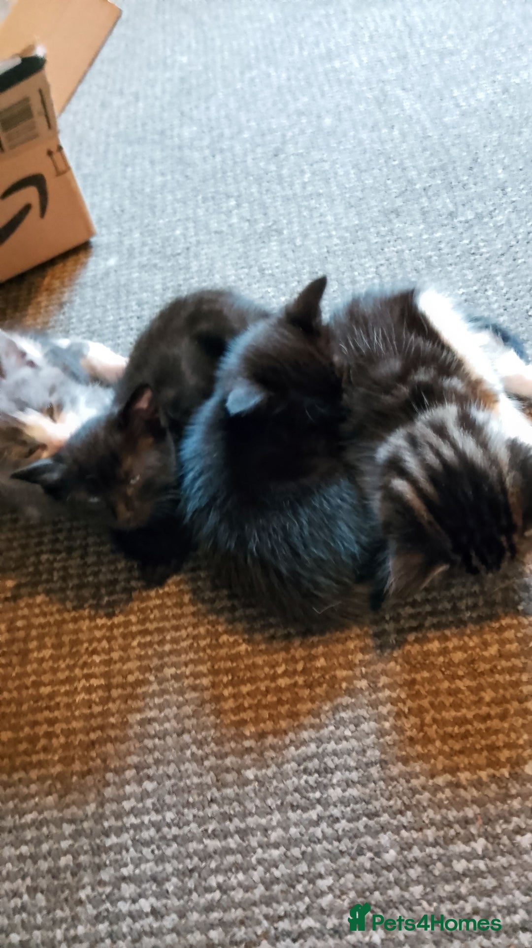 Mixed Breed cats for sale: 4 kittens  - Image 8