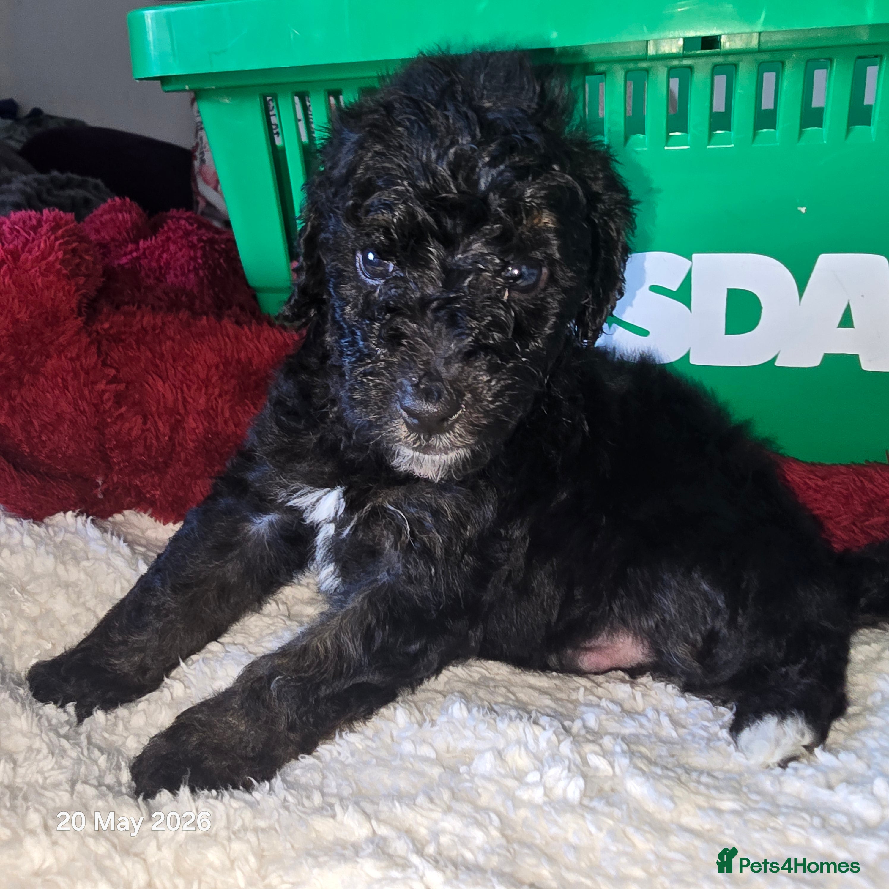 Mixed Breed dogs for sale: Cockapoo/ yorkiepoo mix in Saint Leonards-on-sea - Advert 12