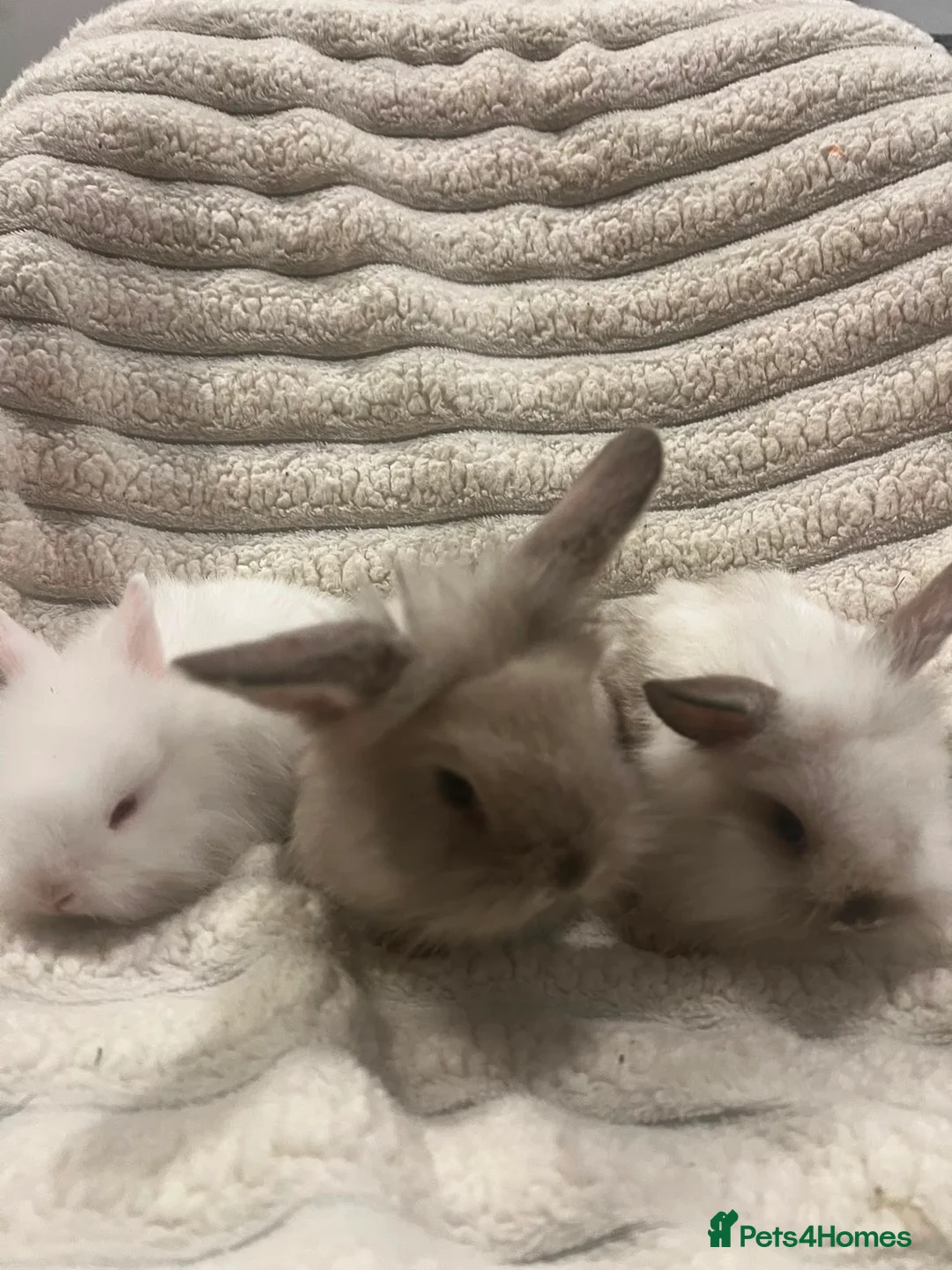 Mixed Breed rabbits for sale: 2x Mini lop cross lion head.  1x white lion head - Advert 2
