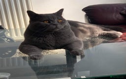 British Shorthair cats for stud: Stunning PEDIGREE GCCF Reg British Blue For Stud in Grays - Image 4