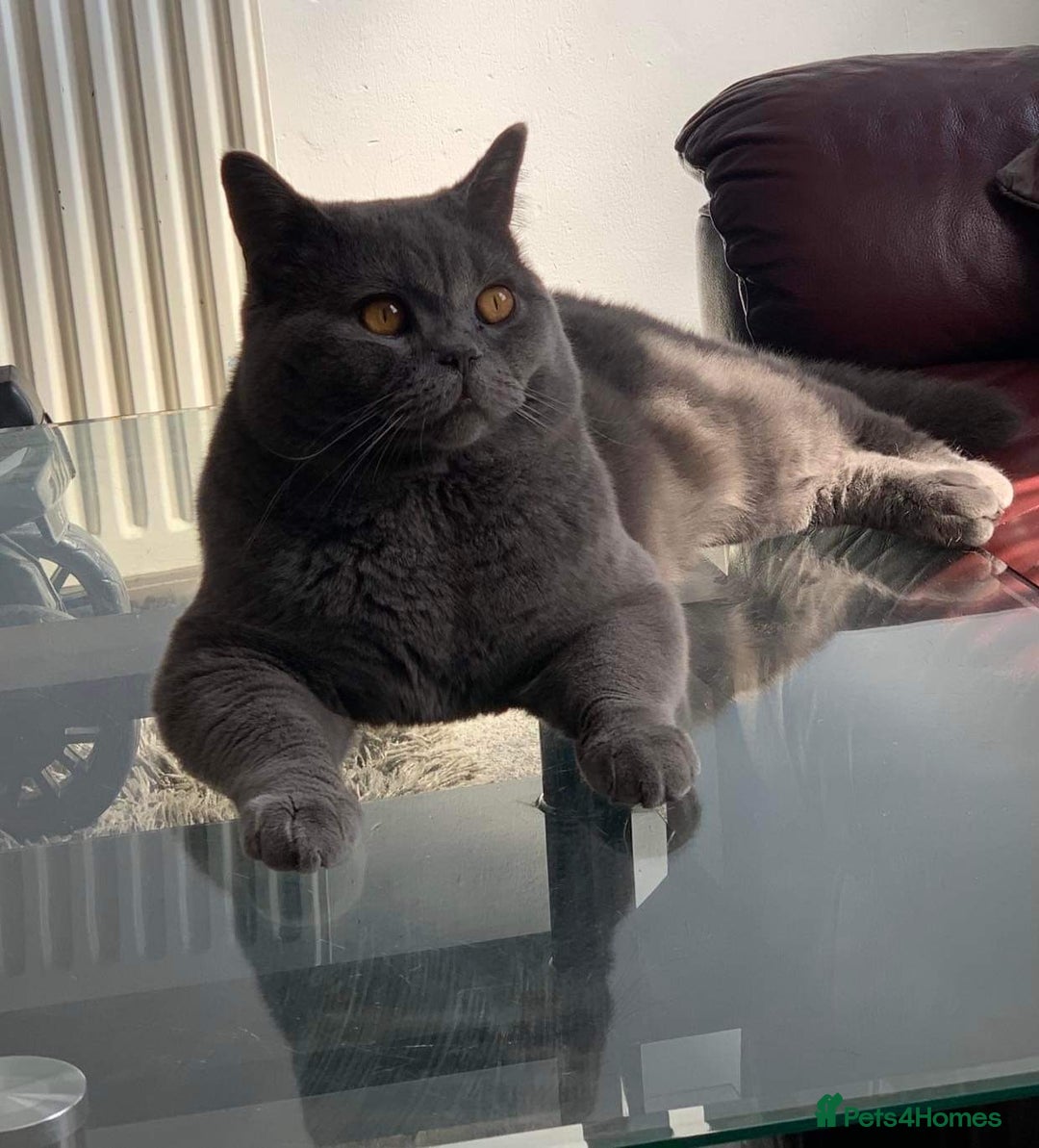 British Shorthair cats for stud: Stunning PEDIGREE GCCF Reg British Blue For Stud in Grays - Image 4
