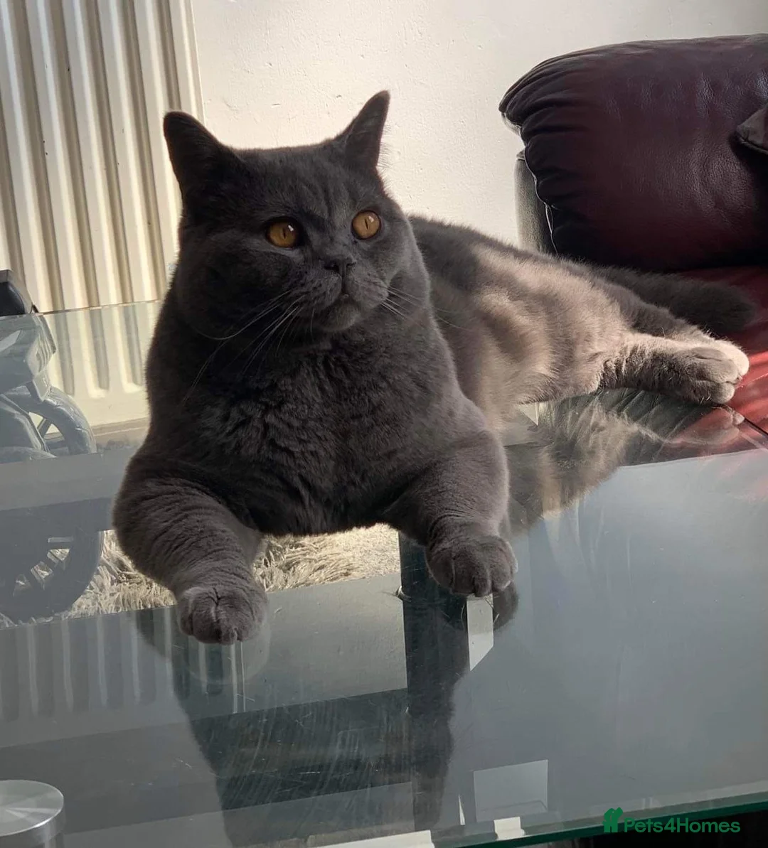 British Shorthair cats for stud: Stunning PEDIGREE GCCF Reg British Blue For Stud in Grays - Advert 4