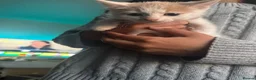 Mixed Breed cats for sale: Beautiful kittens mixed with ragdoll - Advert 15