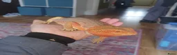 Bearded Dragon reptiles for sale: Bearded dragon  - Advert 4
