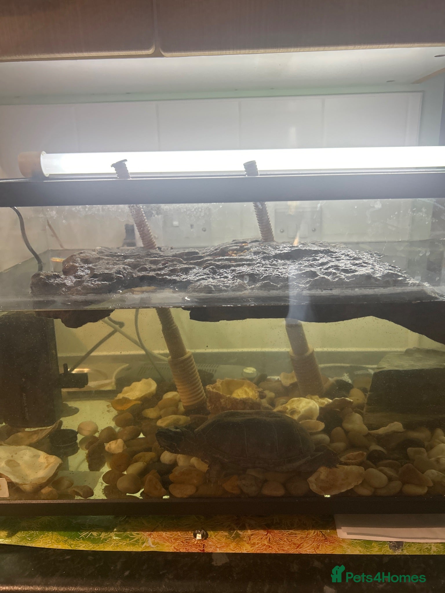 Turtle reptiles Common musk turtle  - Advert 1
