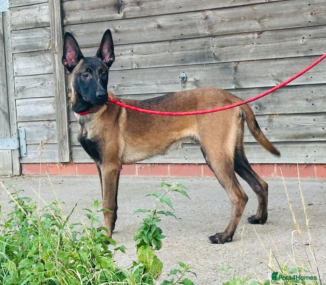 Belgian Shepherd Dog dogs for sale: Belgian Malinois / Dutch Herder  - Image 18