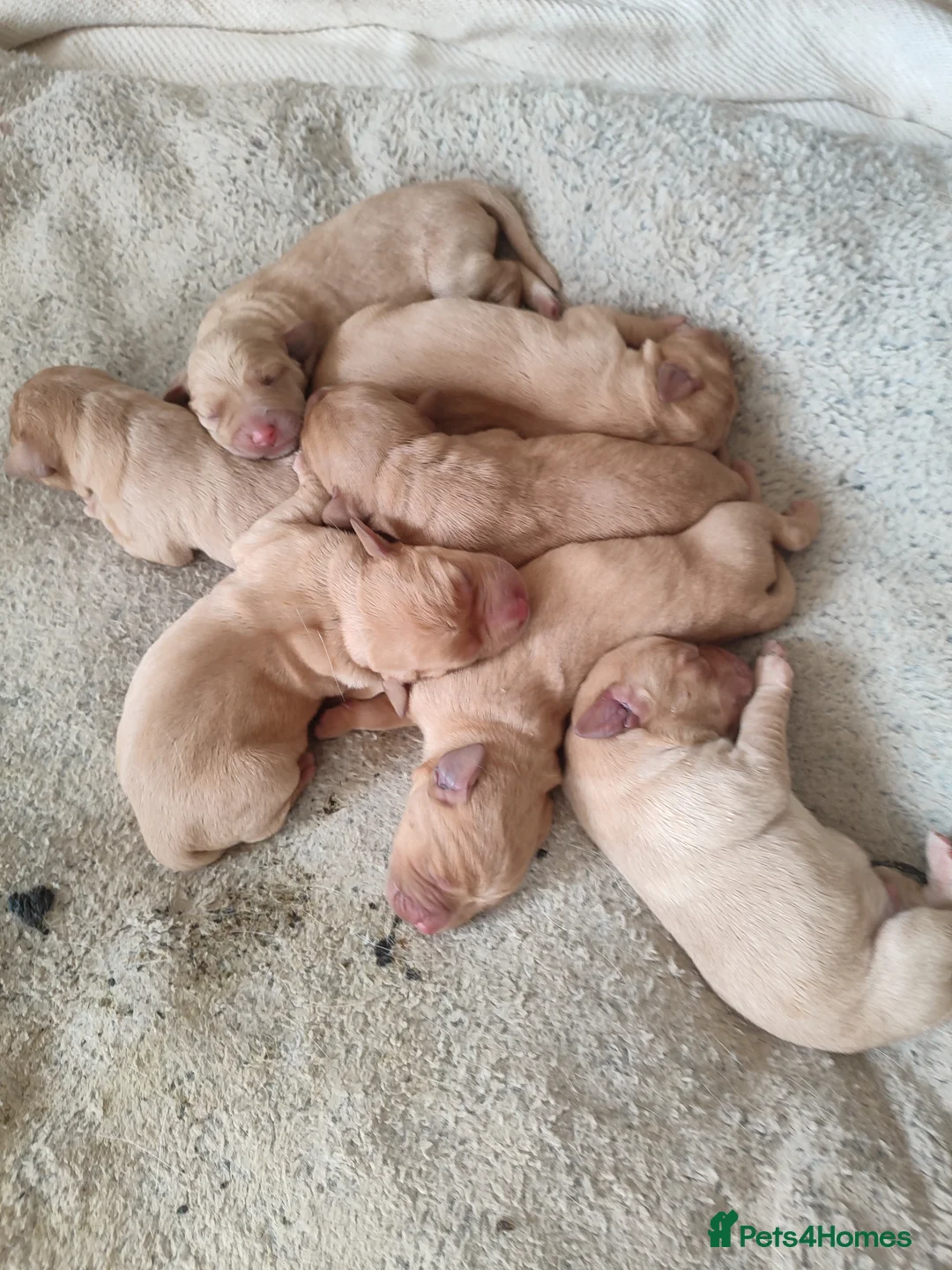 Labrador Retriever dogs for sale: Gorgeous fox red/yellow labrador pups - Advert 2