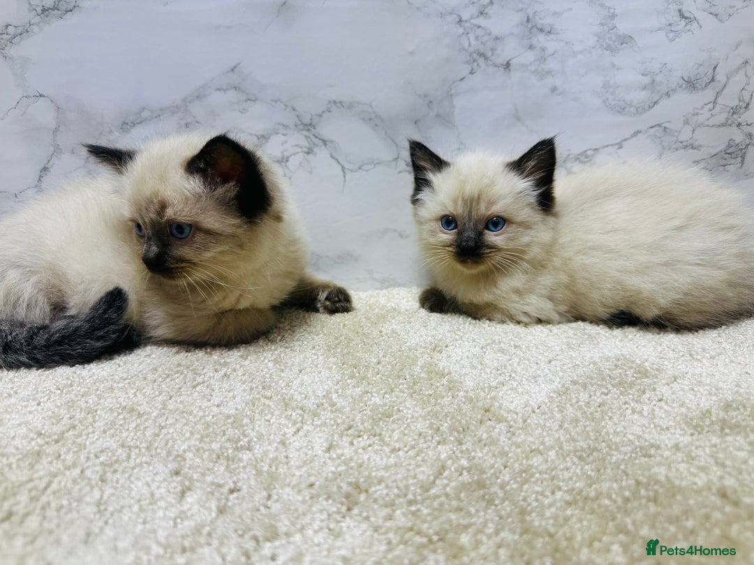 Ragdoll cats for sale: Pure Beautiful Ragdoll Kittens  - Advert 16