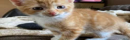 Mixed Breed cats for sale: 🐾 Adorable ginger kittens for sale, Chester 🐾  - Advert 4