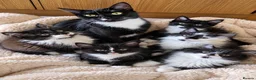 Mixed Breed cats for sale: 5 Adorable 3-Month-Old Kittens Need Loving Homes - Advert 1