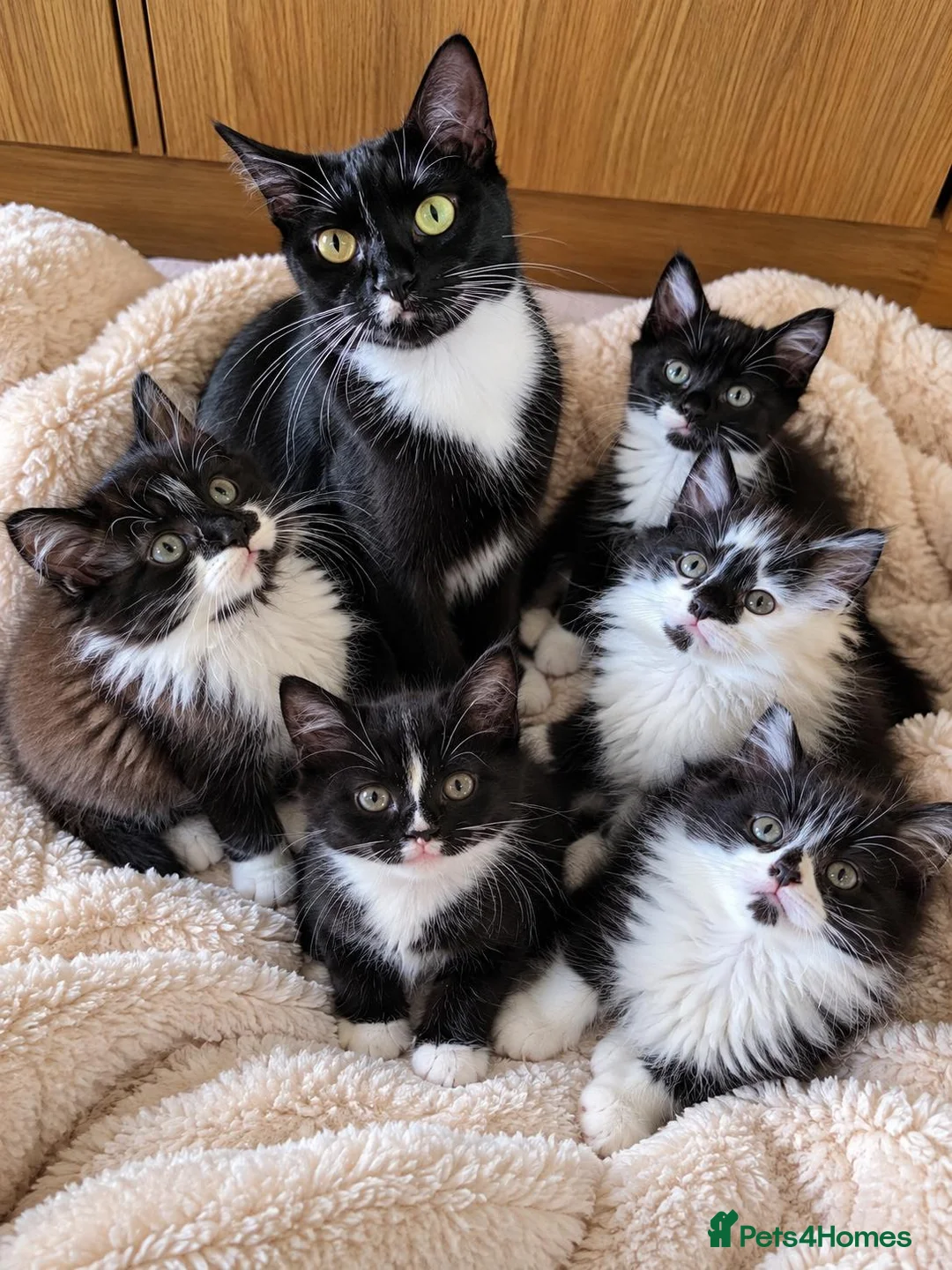 Mixed Breed cats for sale: 5 Adorable 3-Month-Old Kittens Need Loving Homes - Advert 1