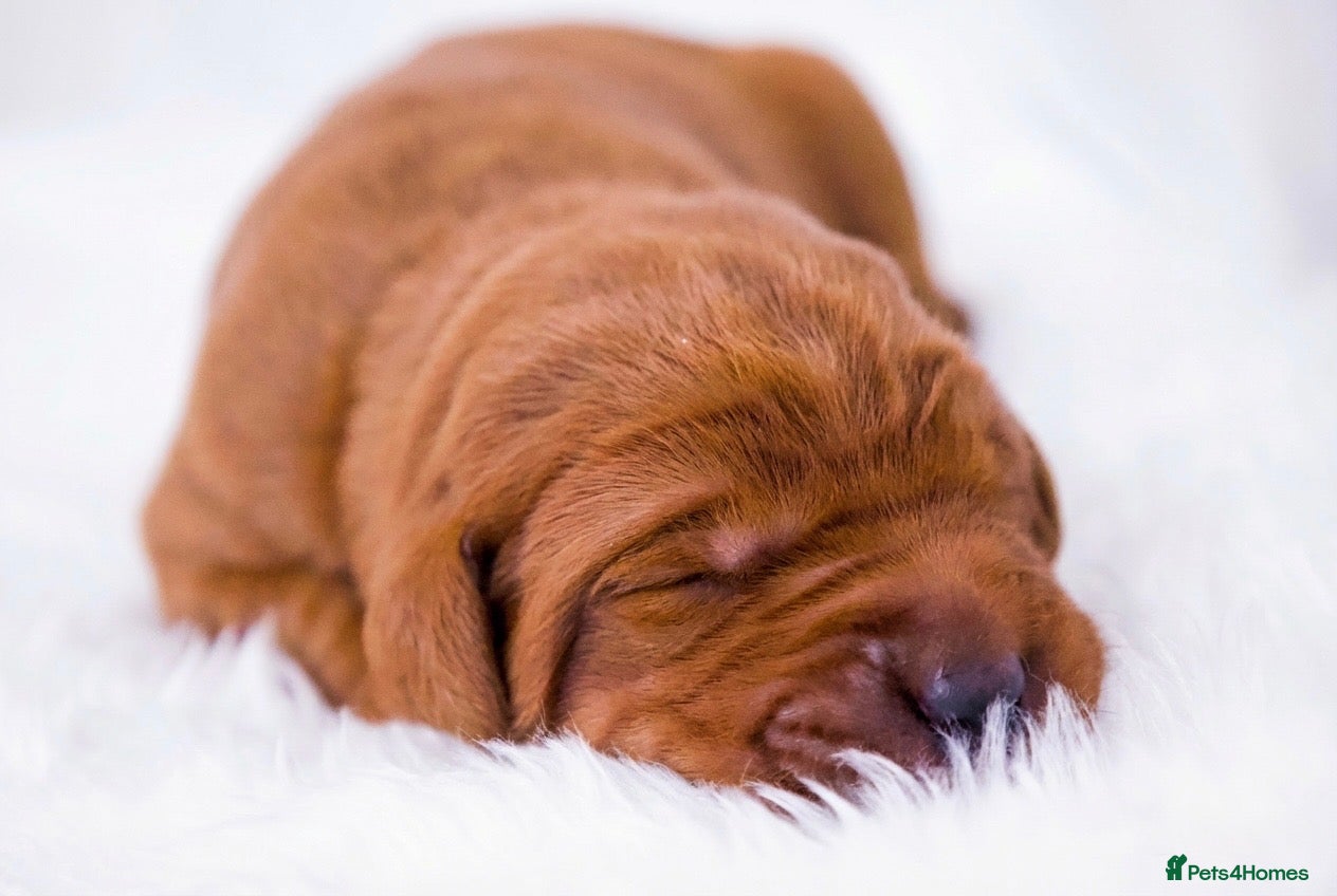 Labrador Retriever dogs Exceptional fully health tested dark red pups - Advert 1