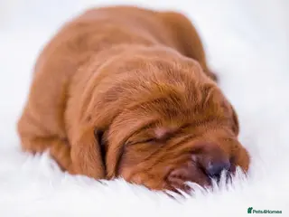 Labrador Retriever dogs for sale: Exceptional fully health tested dark red pups - Advert 1