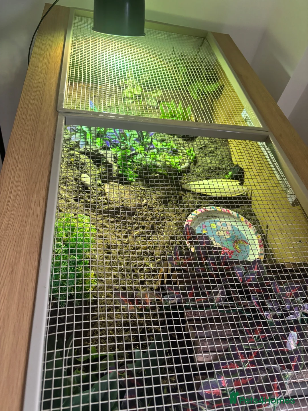 Tortoise reptiles for sale: Herman tortoise  in Hassocks - Advert 1