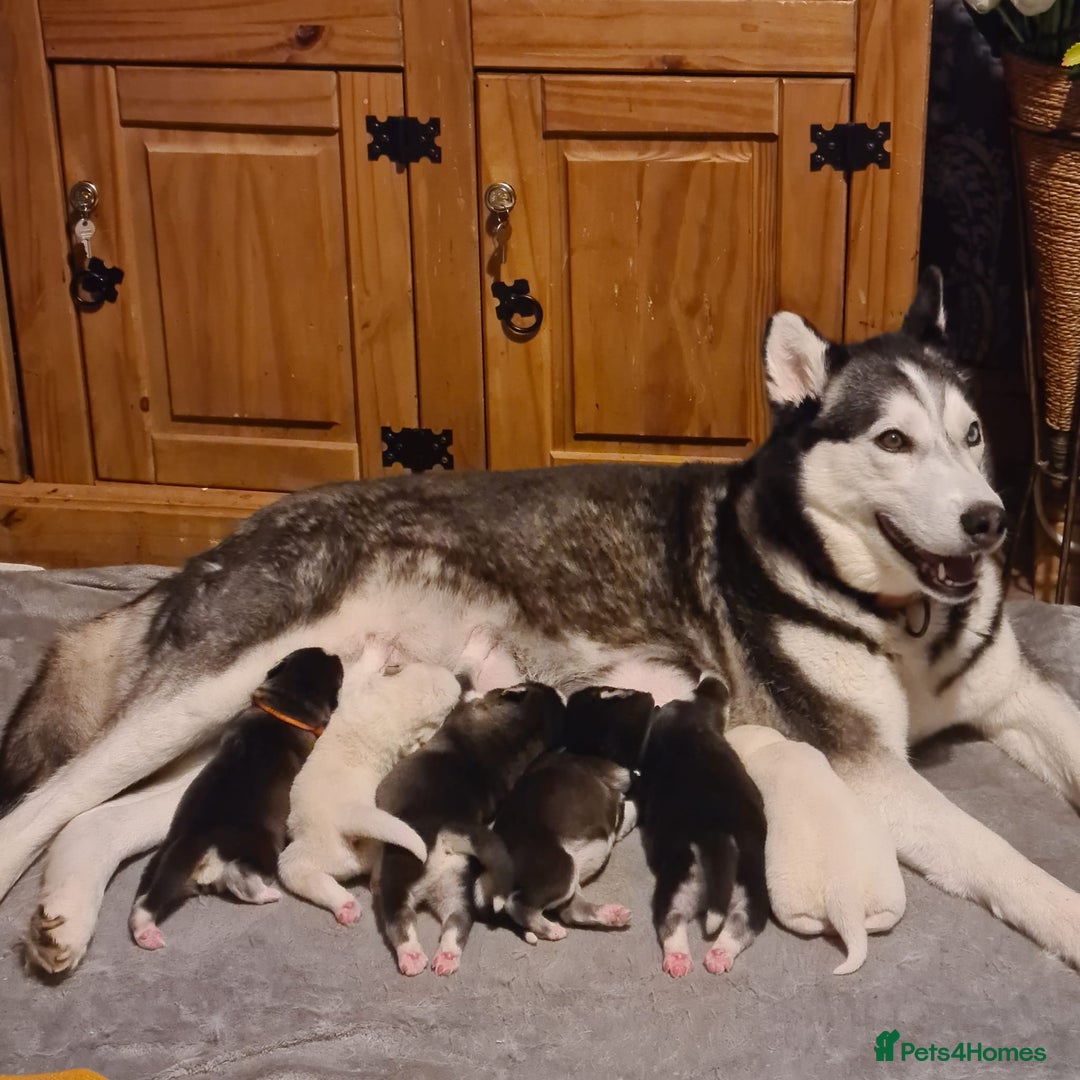 Siberian Husky dogs for sale: Ready now Siberian husky puppies  - Advert 4