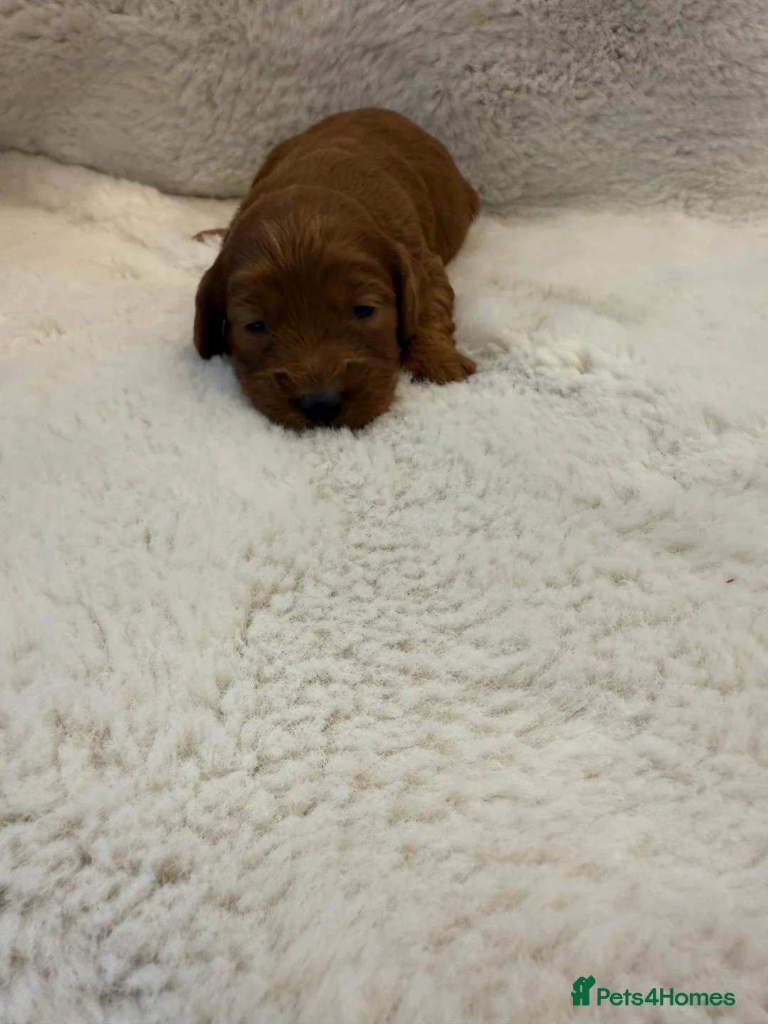 Cockapoo dogs for sale: F1 stunning cockerpoo puppies - Advert 21