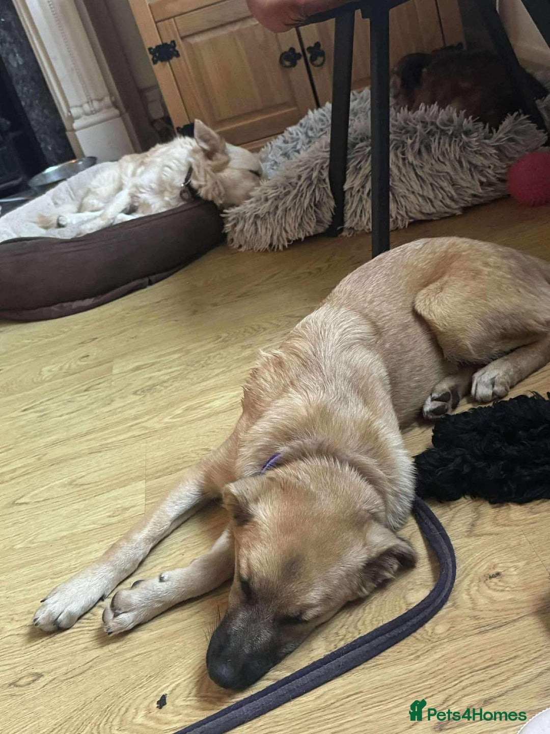 Mixed Breed dogs for adoption: Luanna - Hingham Norfolk  - Image 3