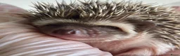 Pygmy Hedgehog rodents for sale: African Pygmy Hedgehog  in Eastleigh - Advert 9