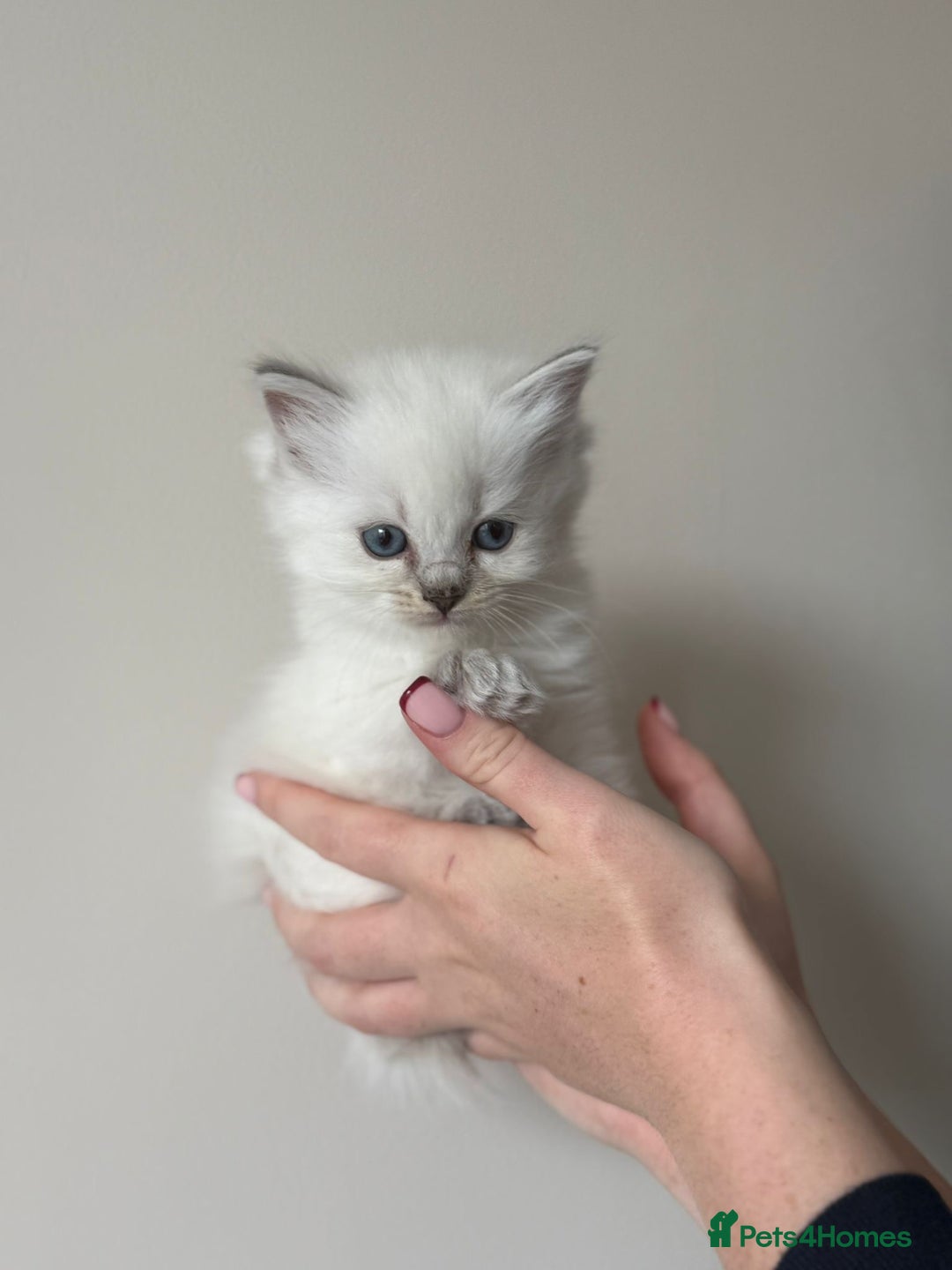 Ragdoll cats for sale: pedigree Ragdoll kittens - champion blood lines  - Image 7