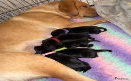Labrador Retriever dogs for sale: Kc registered Labrador puppies available ⭐️⭐️⭐️⭐️ - Image 2