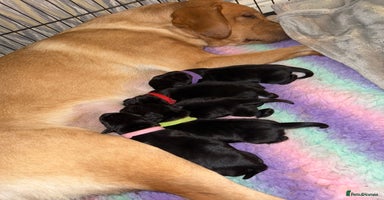 Labrador Retriever dogs - Advert 3