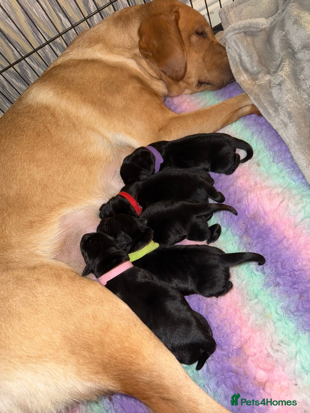 Labrador Retriever dogs for sale: Kc registered Labrador puppies available ⭐️⭐️⭐️⭐️ - Image 2