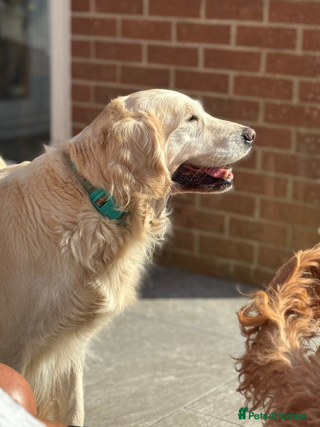 Mini Goldendoodle dogs for sale: Stunning F1 Mini Goldendoodles  - Image 18