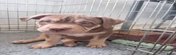 American Bully dogs for sale: Puppies for sale - Advert 13