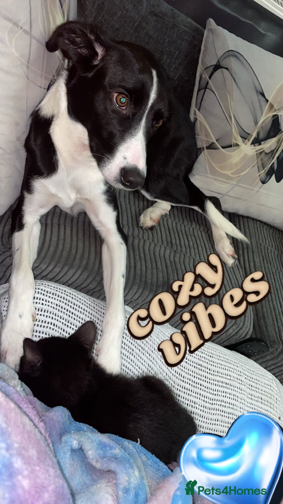 Sprollie dogs for sale: 1 year old sprollie  - Advert 1