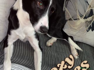 Sprollie dogs 1 year old sprollie - Advert 9