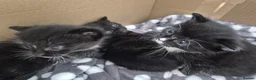 Mixed Breed cats for sale: Beautiful Ragdoll Cross Kittens in Kettering - Advert 5