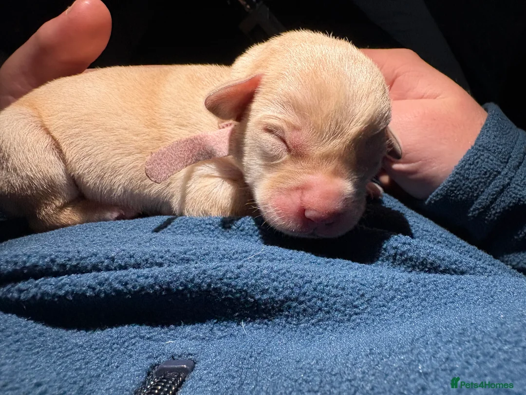 Labrador Retriever dogs for sale: Labrador Retriever Puppies 🐶  - Advert 21