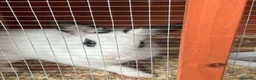 Mixed Breed rabbits for sale: Free rabbits 1 girl 1 boy - Advert 1