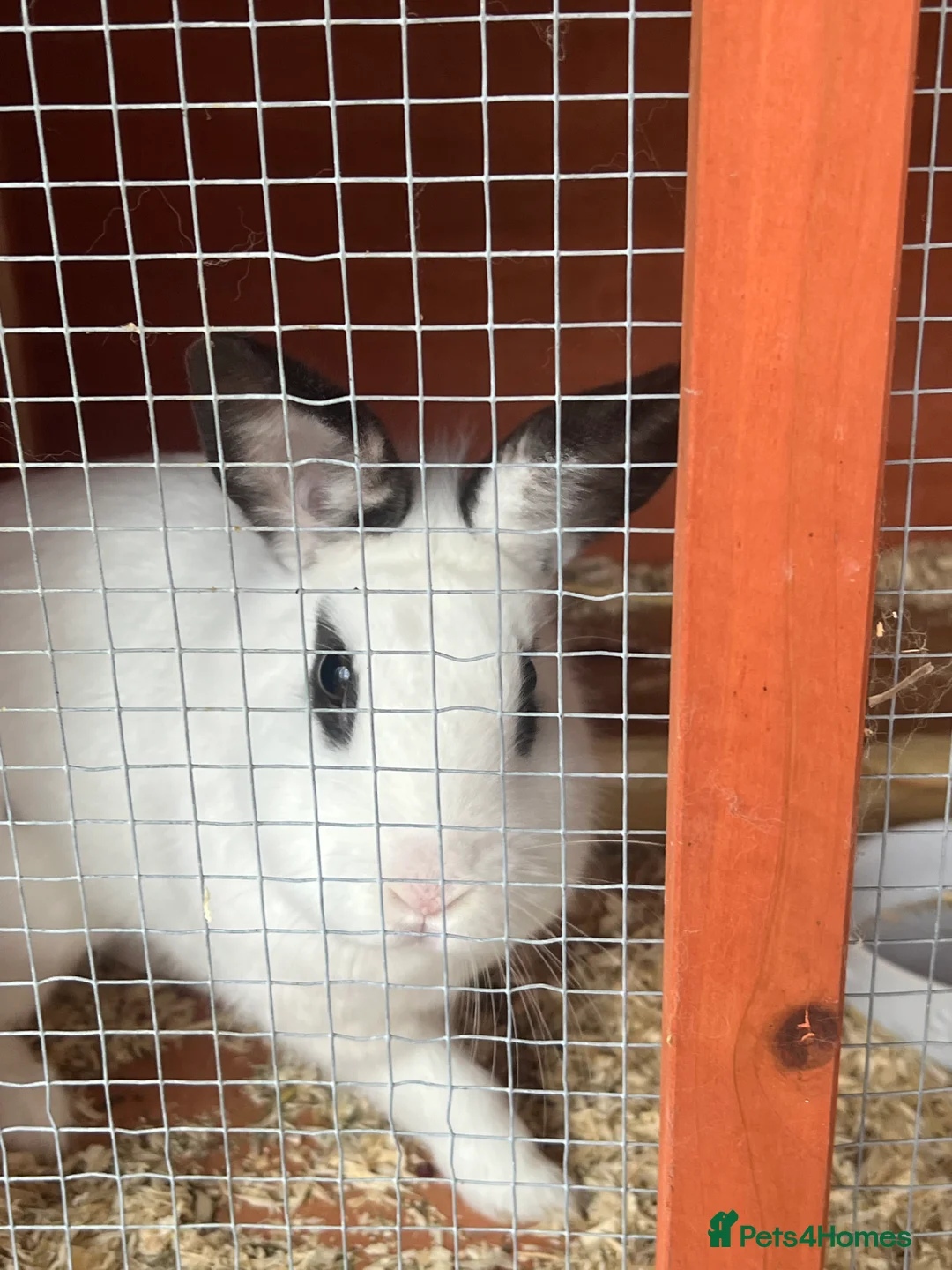 Mixed Breed rabbits for sale: Free rabbits 1 girl 1 boy - Advert 1