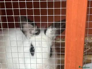 Mixed Breed rabbits Free rabbits 1 girl 1 boy - Advert 7