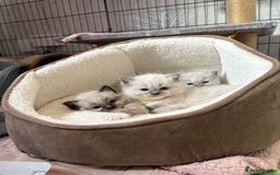 Ragdoll cats for sale: Beautiful Ragdoll kittens - Image 21